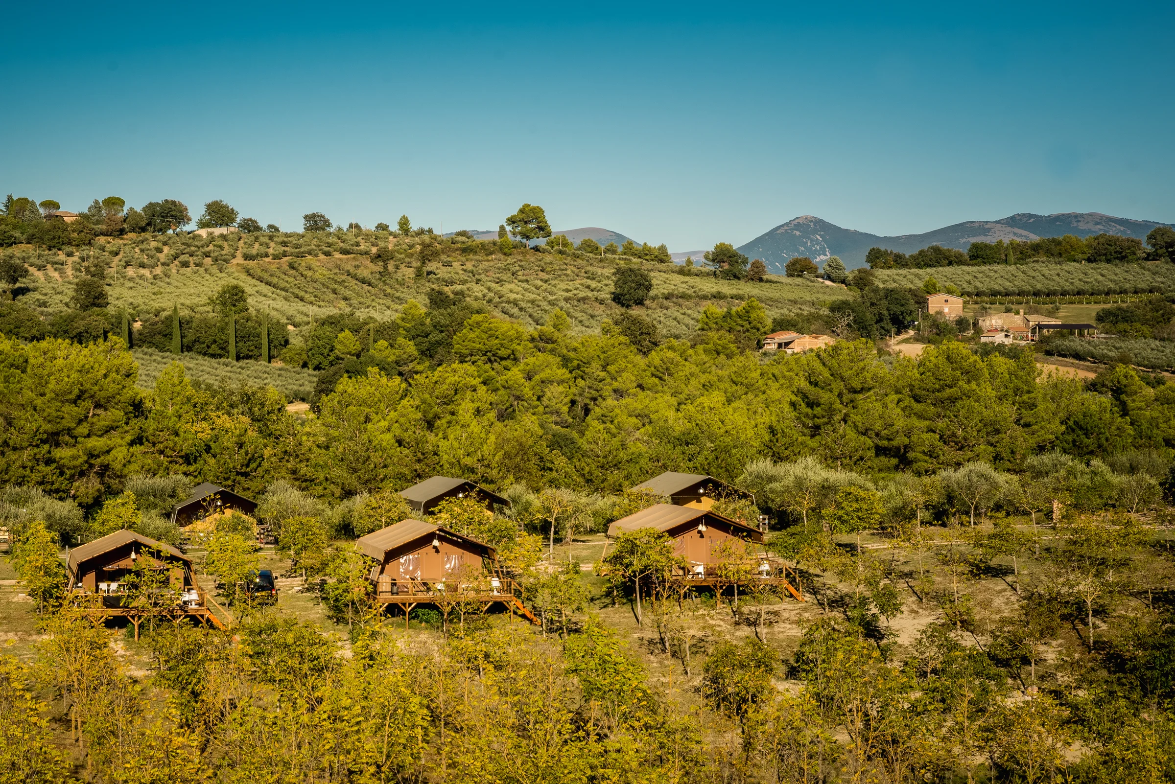 Houten lodges tussen olijfbomen en cipressen in het Toscaanse landschap