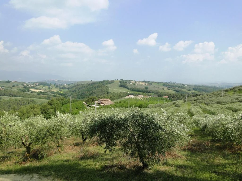 Uitzicht over de olijfgaarden en heuvels van Toscane